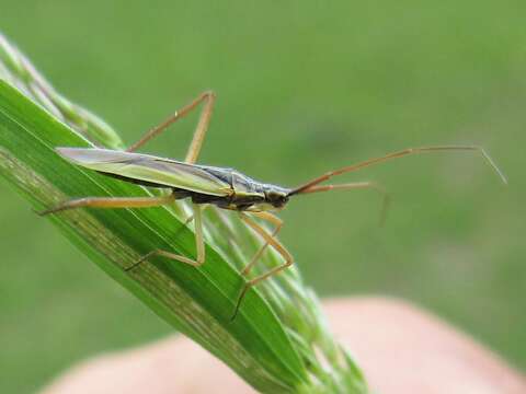 Image de Notostira elongata (Geoffroy 1785)