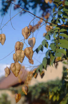 Image of Golden-rain tree