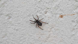 Image of Steatoda diamantina Levi 1962