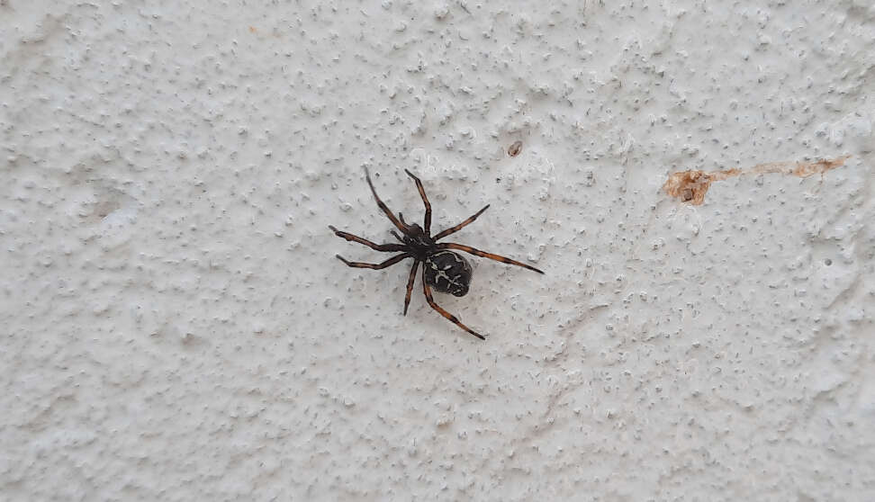 Steatoda diamantina Levi 1962的圖片