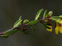 Image of Hibbertia empetrifolia subsp. empetrifolia