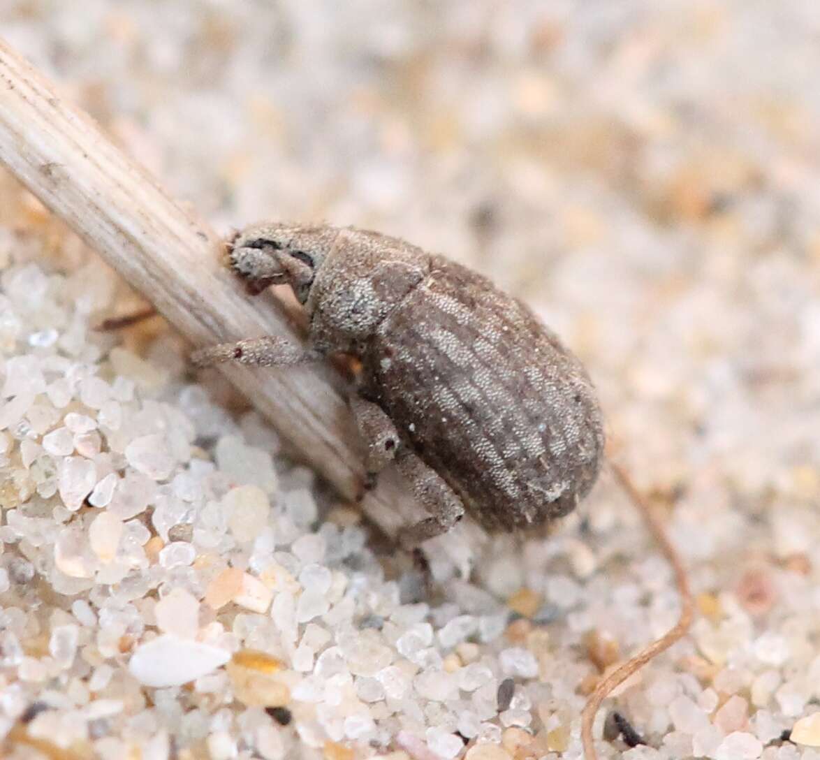 Слика од Romualdius scaber (Linnaeus 1758)