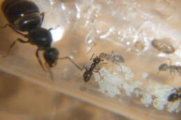 Image of Small black ant