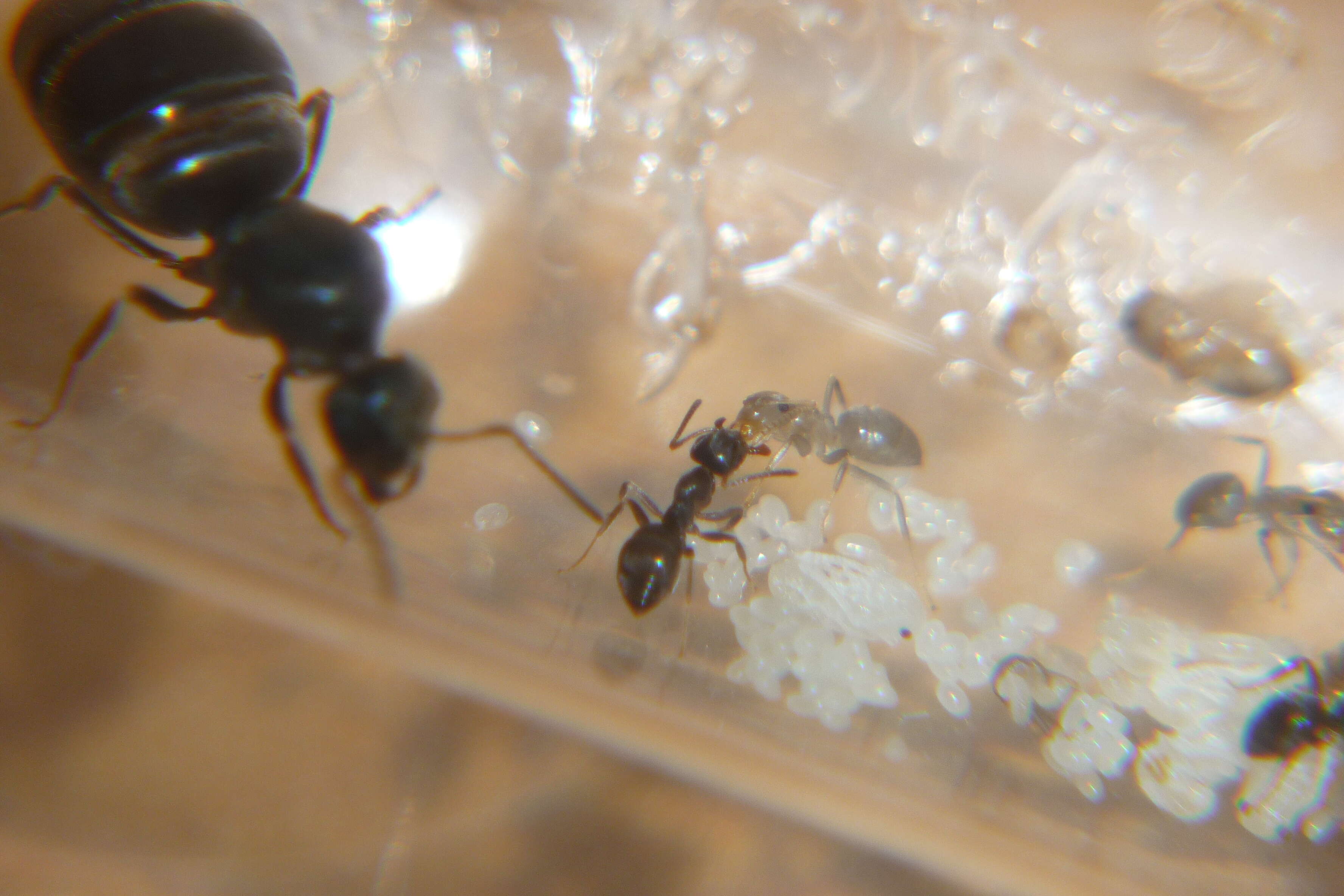 Image of Small black ant