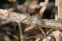 Niphona picticornis Mulsant 1839的图像