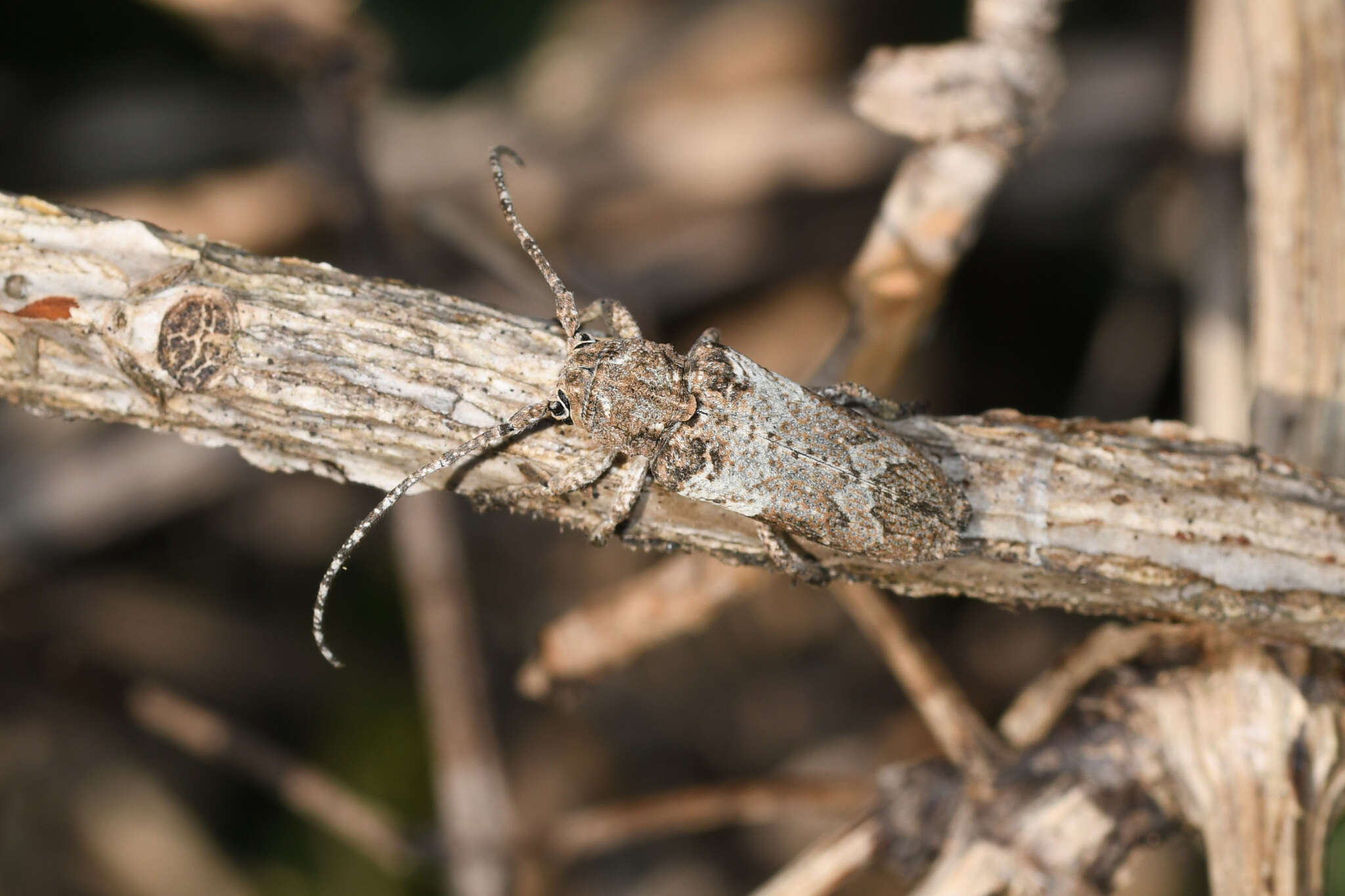 Niphona picticornis Mulsant 1839的图像