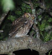 Image of Long-tufted Screech Owl