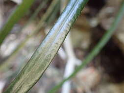 Campyloneurum angustifolium (Sw.) Fée的圖片