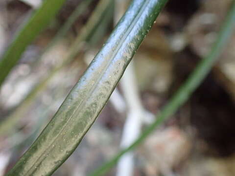 Image of narrow strapfern