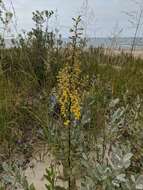 صورة Solidago hispida Muhl. ex Willd.