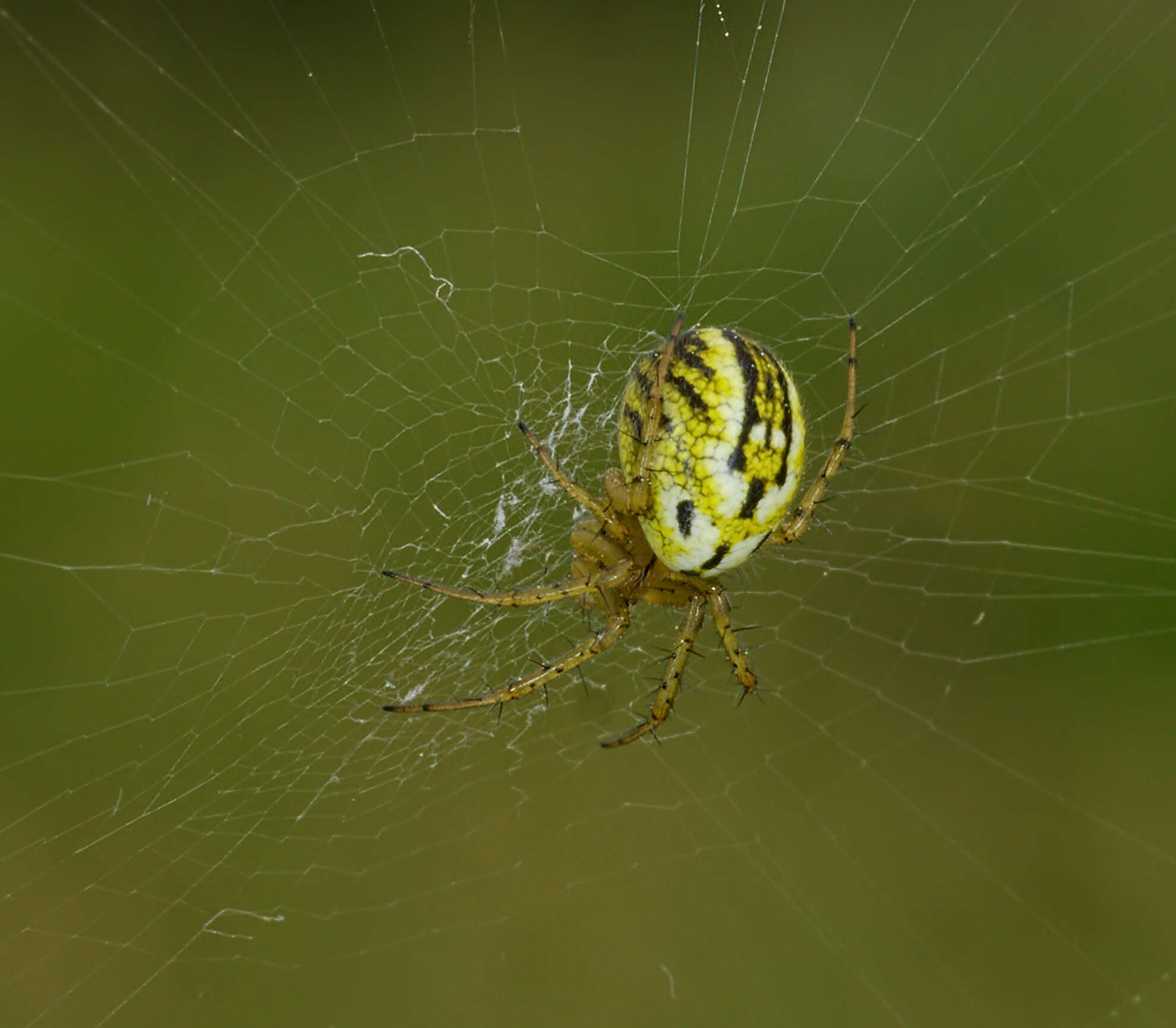 Image of Mangora acalypha (Walckenaer 1802)