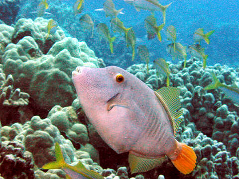 Image of Barred Filefish