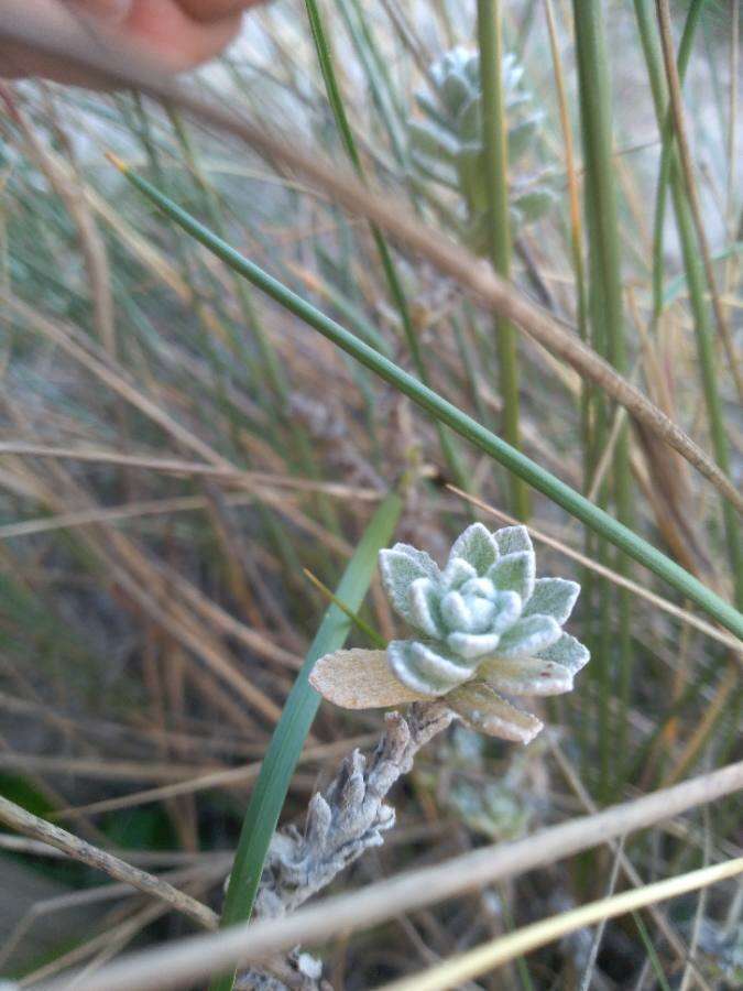 صورة Achillea maritima subsp. maritima