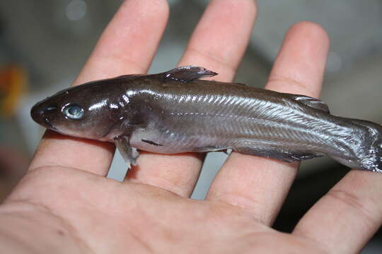 Image of North American freshwater catfishes