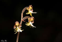 Image of Anoectochilus formosanus Hayata