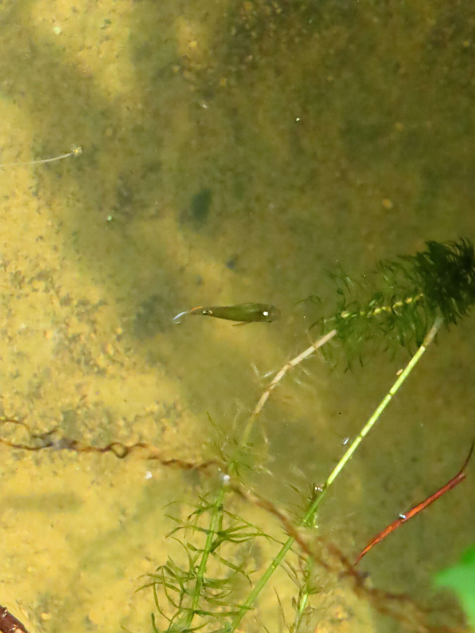 Image of Blue Panchax