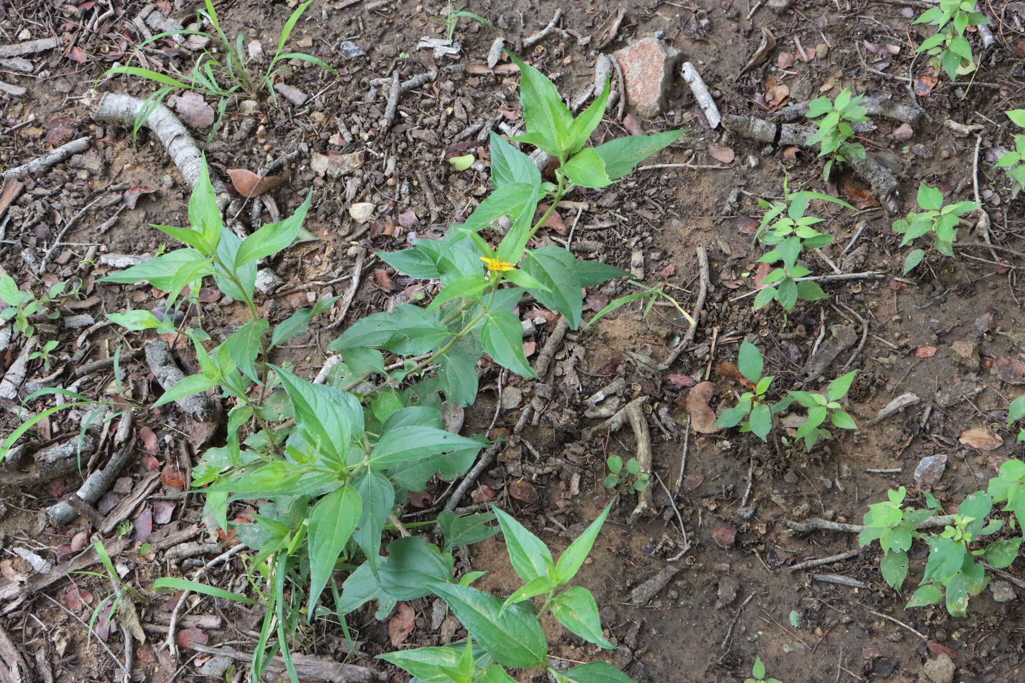 Image de Aspilia mossambicensis (Oliv.) Wild