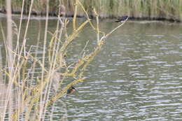 Image of Common Kingfisher