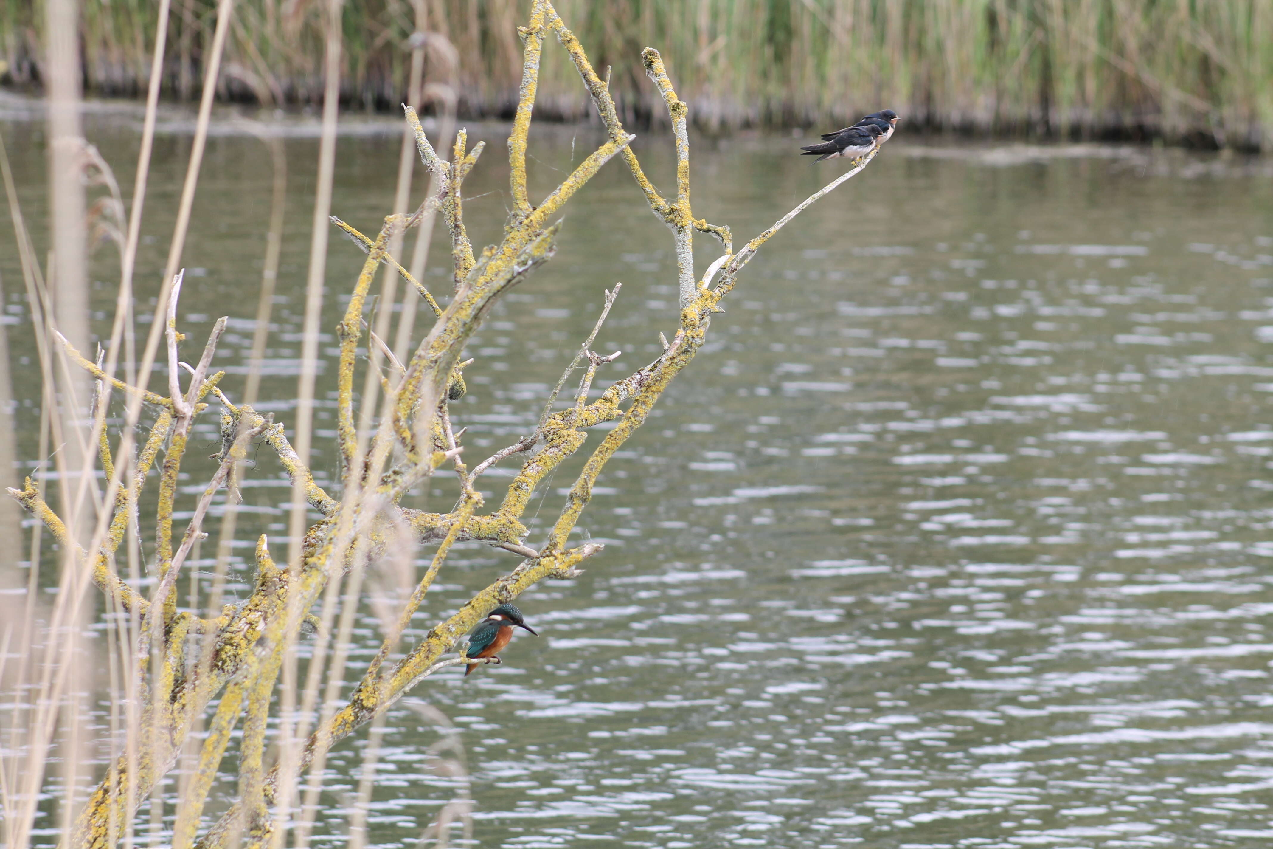 Image of Common Kingfisher