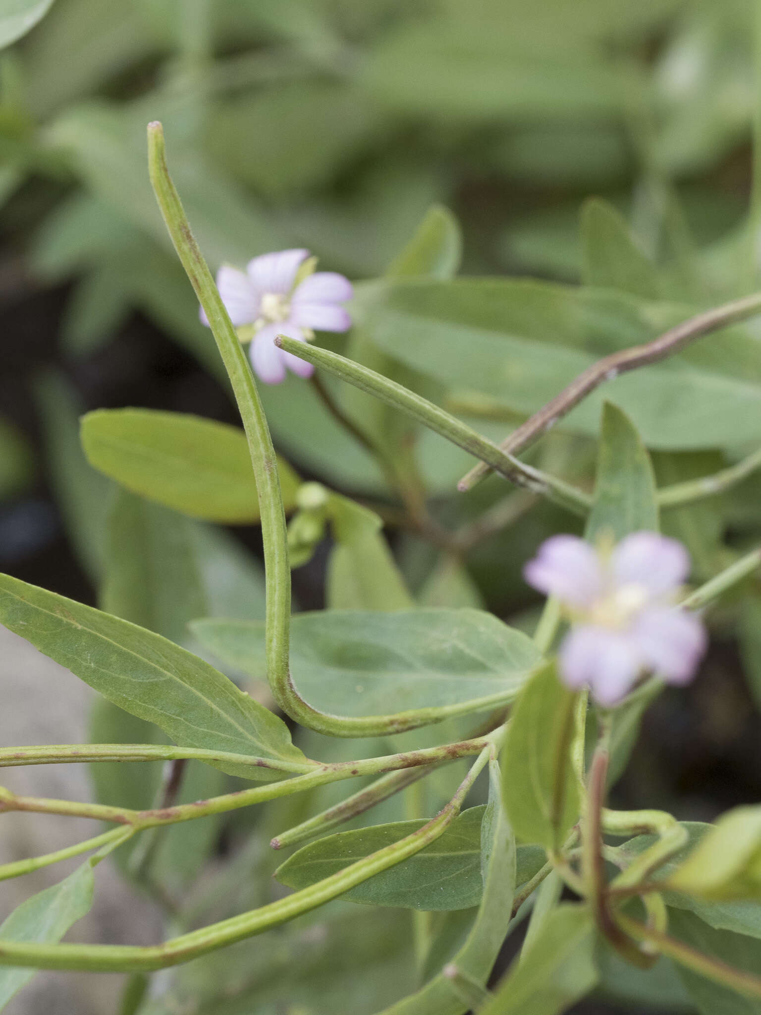 Image of glaucus willowherb