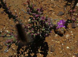 Image of Ruschia cradockensis subsp. triticiformis (L. Bol.) H. E. K. Hartm. & D. Stüber