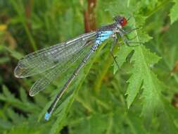 Image de agrion aux yeux rouges