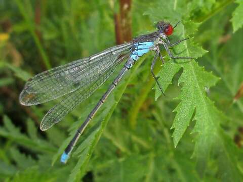 Image of red-eyed damselfly