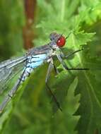 Image de agrion aux yeux rouges