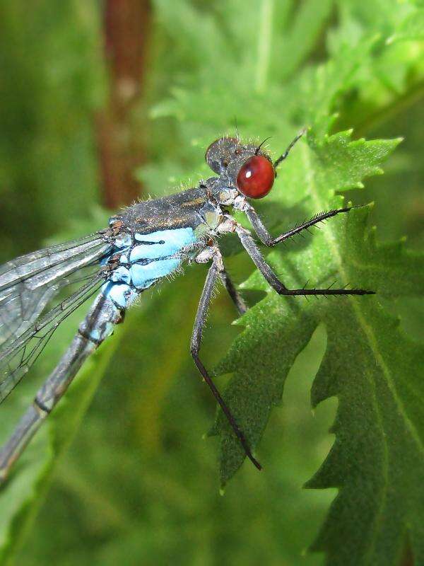 Image de agrion aux yeux rouges