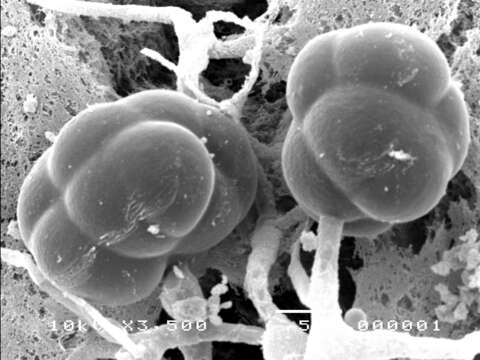 Image of Metacordyceps chlamydosporia (H. C. Evans) G. H. Sung, J. M. Sung, Hywel-Jones & Spatafora 2007