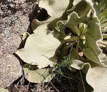 Imagem de Verbascum rotundifolium Ten.