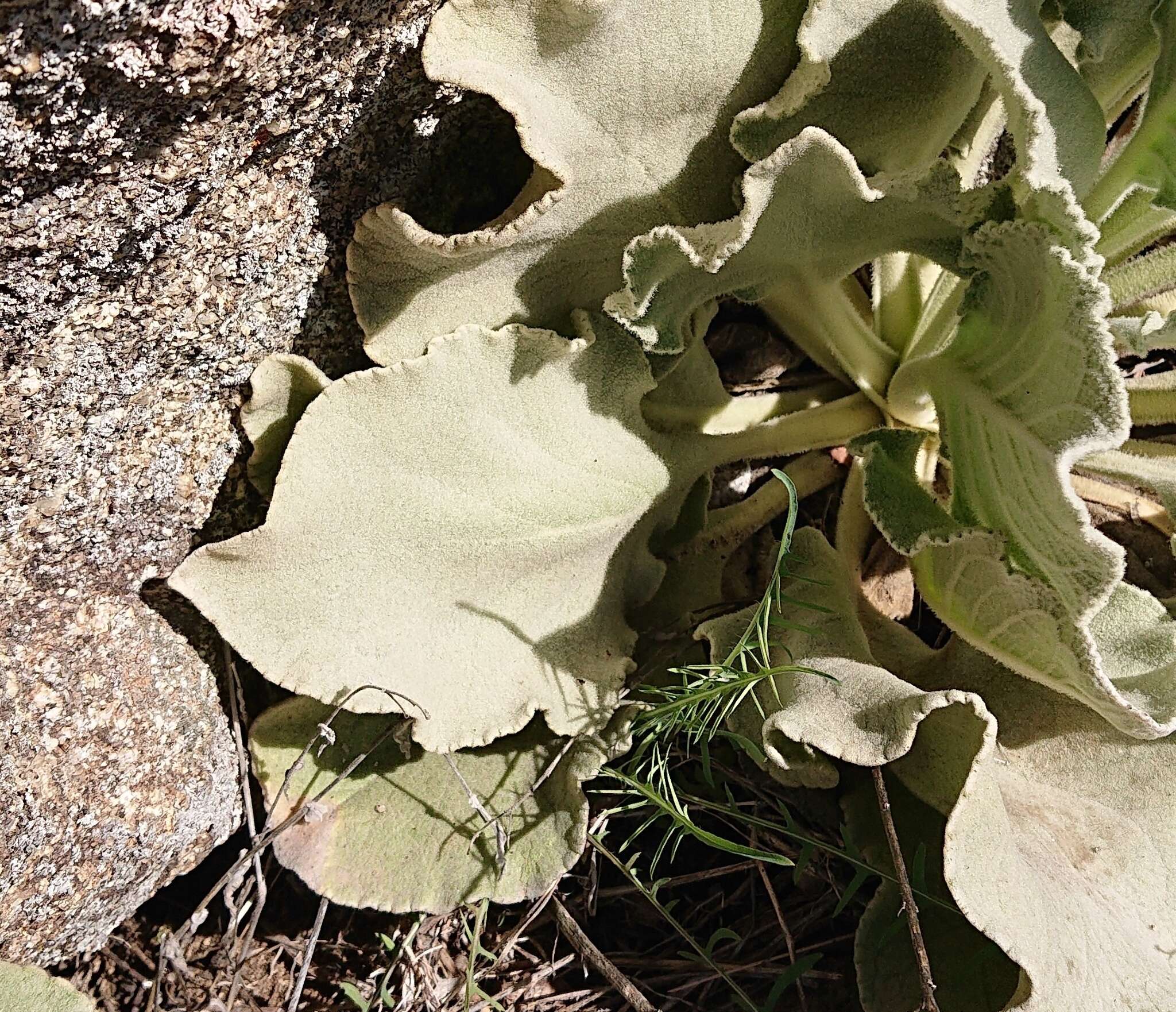 Imagem de Verbascum rotundifolium Ten.