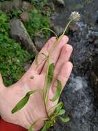 Image of Erigeron eriocalyx (Ledeb.) Vierhapper