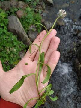 Image of Erigeron eriocalyx (Ledeb.) Vierhapper