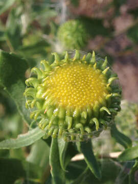 Image of subalpine gumweed