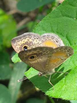 Perophthalma tullius Fabricius 1787 resmi