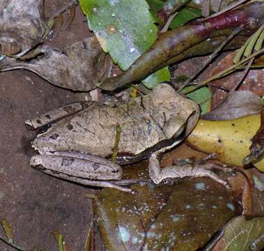 Image of Boana curupi (Garcia, Faivovich & Haddad 2007)