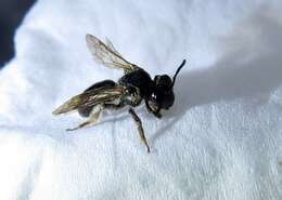 Image of Nude Andrena