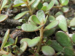 Image of common purslane