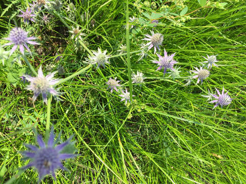 Image de Eryngium hookeri Walp.