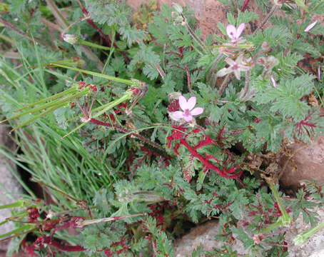 Imagem de Erodium cicutarium (L.) L'Her.