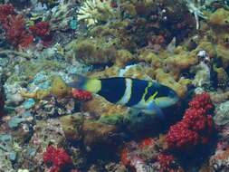 Thalassoma nigrofasciatum Randall 2003 resmi