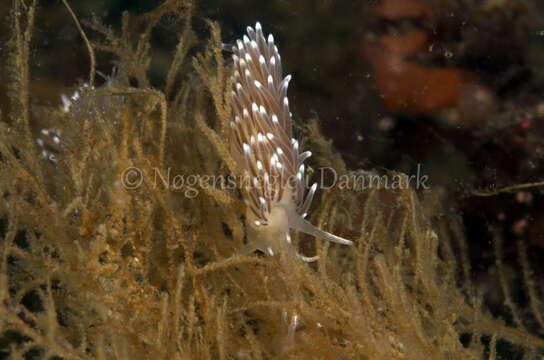 صورة Cuthonella concinna (Alder & Hancock 1843)