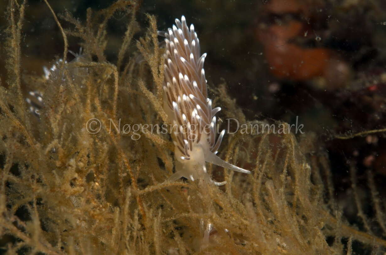 Cuthonella concinna (Alder & Hancock 1843) resmi