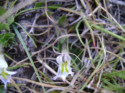 Image of Lobelia thermalis Thunb.