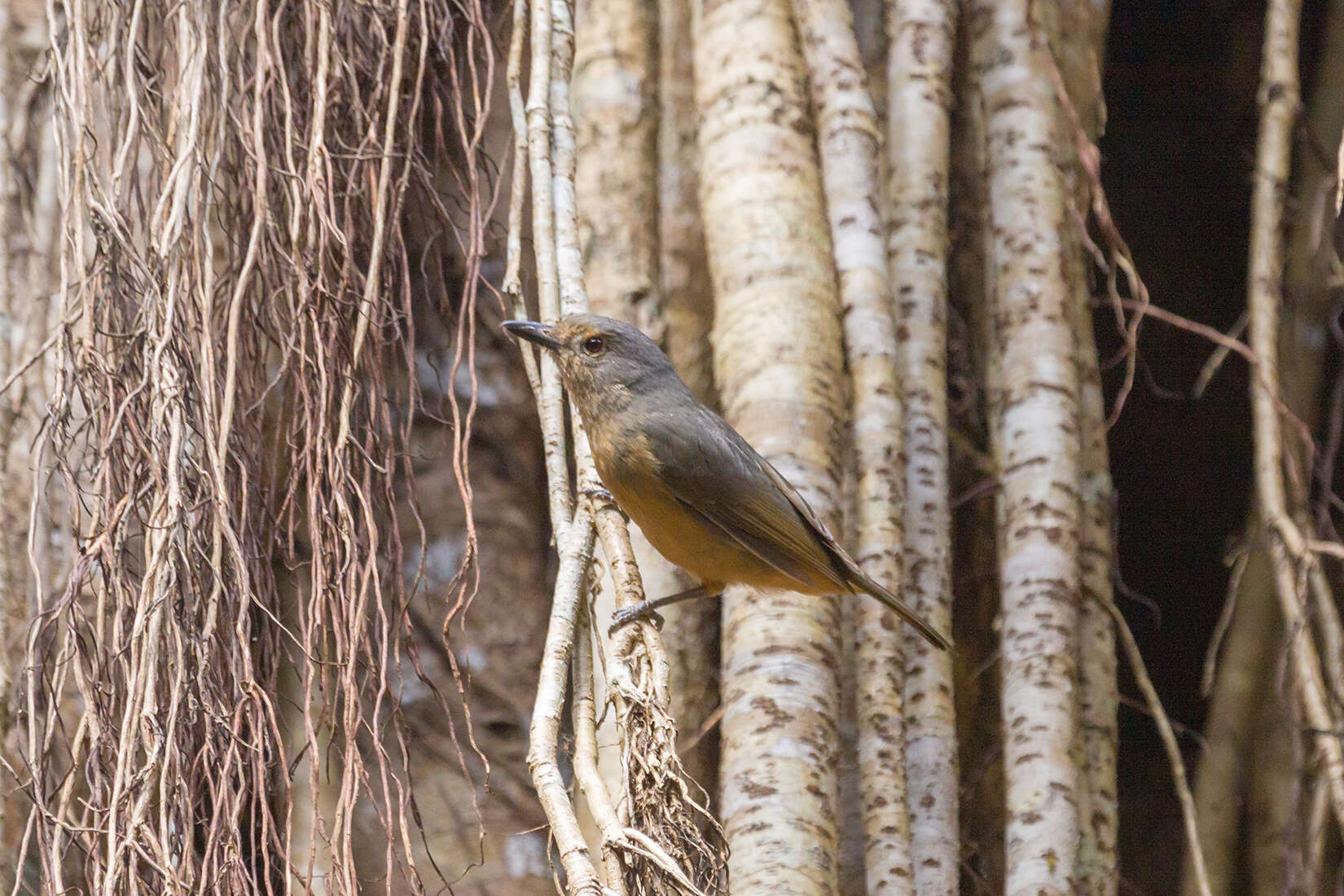 Image of Bower's Shrike-thrush