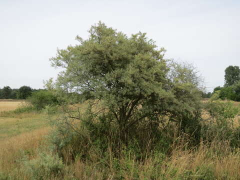 Image of Sea-buckthorn