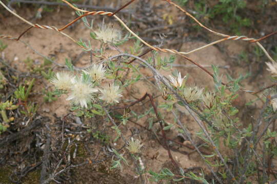 Image of Pteronia oblanceolata Phillips