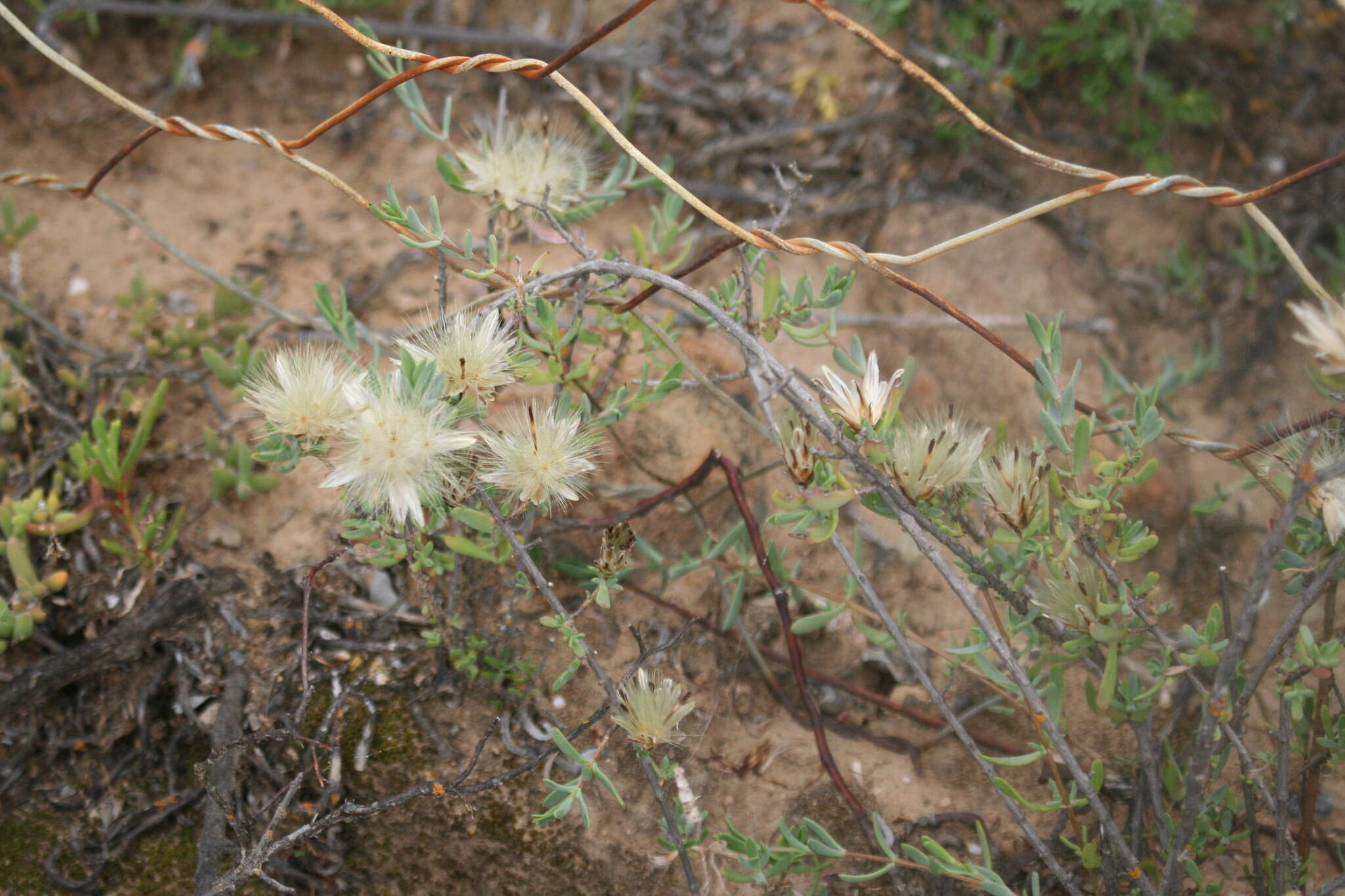 Слика од Pteronia oblanceolata Phillips