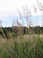 Imagem de Calamagrostis epigejos (L.) Roth